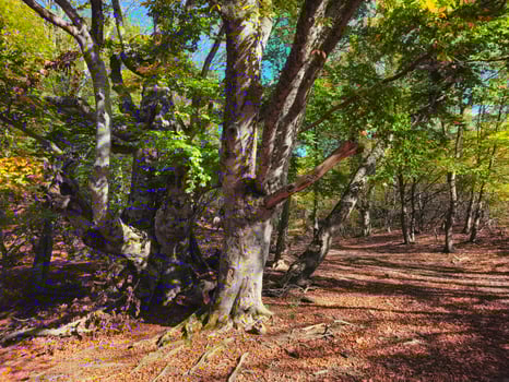 Demerdzhi Natural Park, beech woods. Sunny autumn landscape. Russia photo