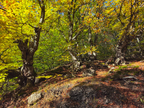 Demerdzhi Natural Park, beech woods. Sunny autumn landscape. photo