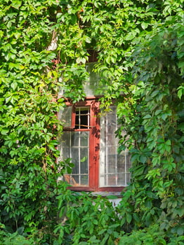 Green ivy covered and window frame. Window lost in leaves photo