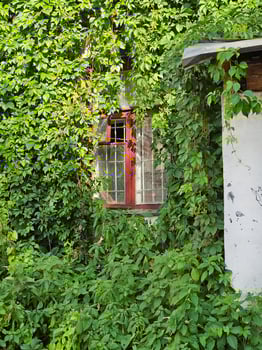 Old wooden window covered with green leaves on the wall photo