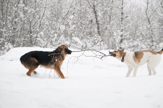 cute dogs playing in snowy forest, puling tree branch photo