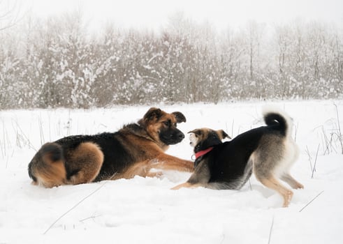 cute dogs playing in snow in snowy forest photo