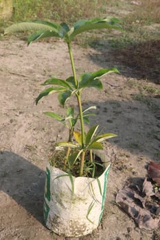 A small plant in a pot on the ground photo
