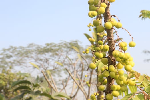 A tree with many green fruits hanging from it photo