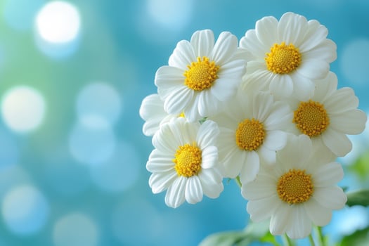 Delicate White Daisies Against A Blue Background photo