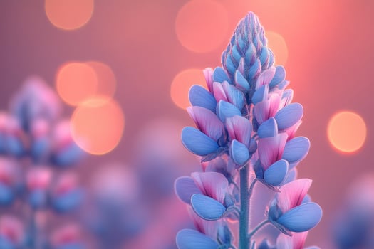 Pastel Lupine Flower in Soft Sunset Light photo