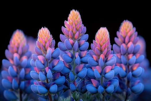 Vibrant Blue and Pink Lupine Flowers Bloom photo