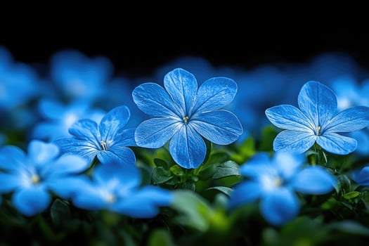 Vivid Blue Flowers Bloom In Dark Background photo