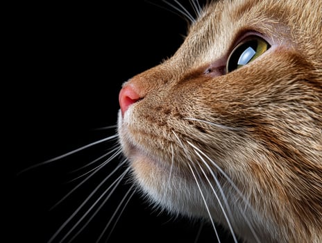 Close up profile of an orange tabby cats face, whiskers, and eyes against a black background photo