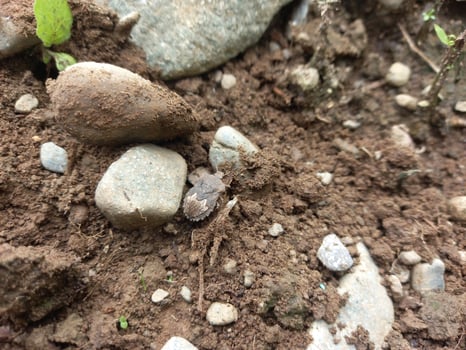 Brown marmorated stink bug that live on the ground photo