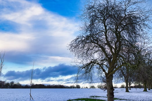 Winter Landscape with Bare Deciduous Trees and Snow-Covered Field in Harrogate, UK. photo