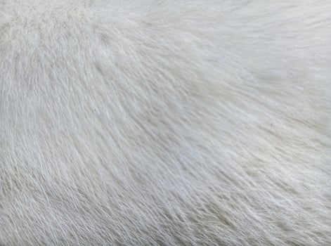 White cat fur close up background texture. photo