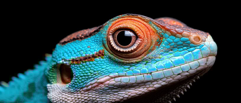 Close up of a vibrant blue lizard with striking orange and brown accents photo