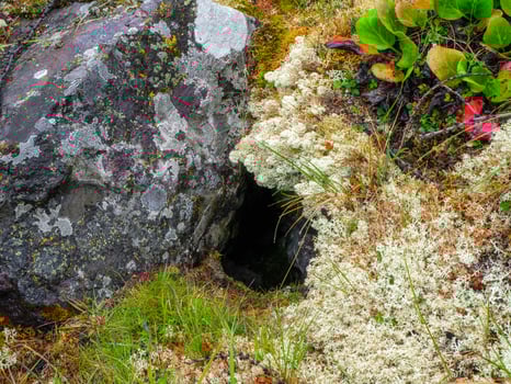 A hole between moss and stone in the forest in spring. photo