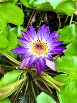 Top view beautiful purple lotus flowers photo