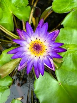 Top view beautiful purple lotus flowers daytime photo