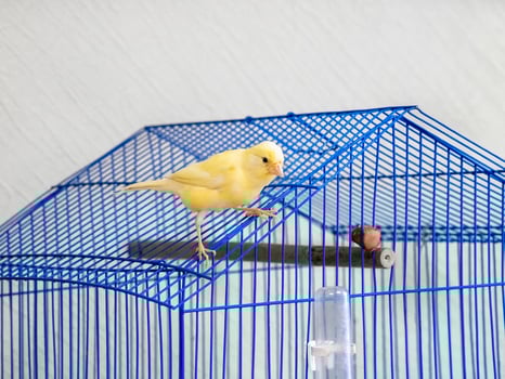 Bright yellow canary poses on a blue cage. cage on a light backg photo