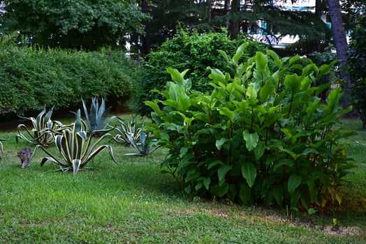 Landscape design in green garden,on a shunny day photo