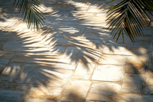 A stone walkway with palm trees and shadows photo