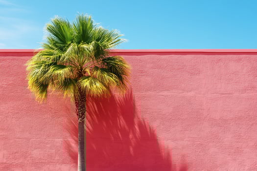 Palm tree against pink wall photo