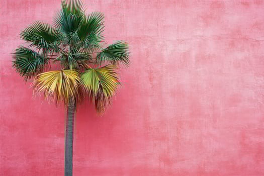 Palm tree against pink wall photo