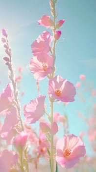 Pink checker mallow flowers blooming under the summer sun against a clear blue sky, beautiful and dreamy natural scene background photo