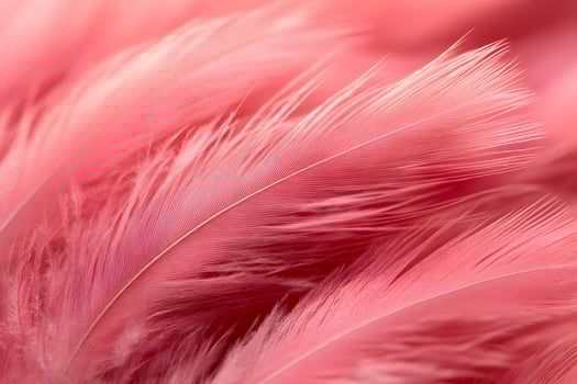 Elegant Pink Feather Texture for Artistic and Decorative Design photo