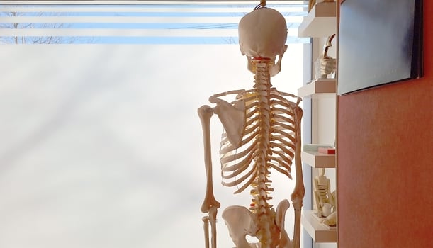 Anatomical skeleton model in bright medical office photo