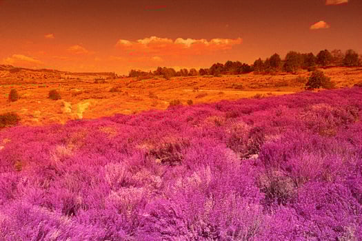 Sunset over purple heather field, hilly landscape photo