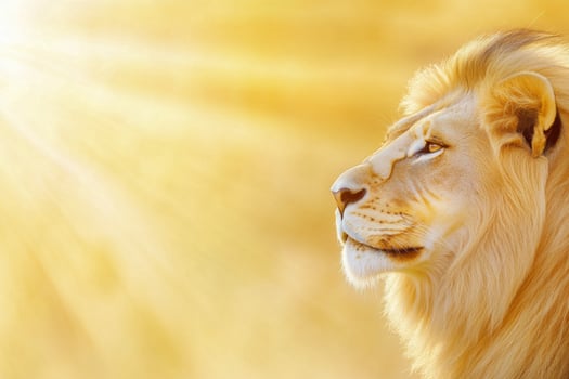 Wildlife photographer captures majestic lion against golden sunlight in serene landscape photo
