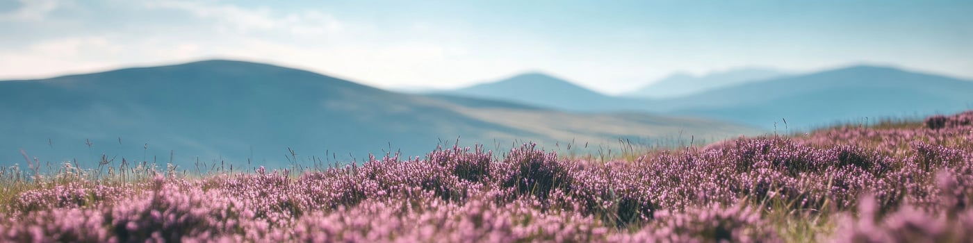 Serene landscape of blooming heather fields amidst rolling hills in summer photo