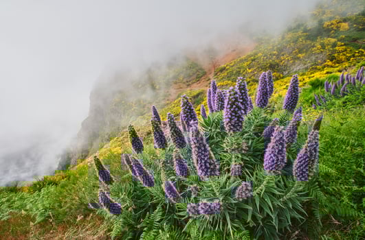 Madeira landscape with Pride of Madeira flowers and blooming Cytisus shrubs, Portugal photo