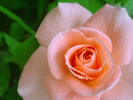 Beautiful pink rose photo