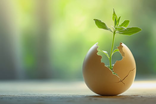 A broken eggshell with a sprouting plant embodies the beauty of renewal, growth, and sustainability. The delicate details and warm lighting create a poetic, nature-inspired composition. photo