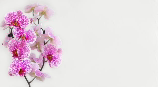 branch white with small purple speckles orchid flowers phalaenopsis photo