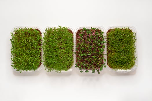 Growing various micro-green plants at home. photo