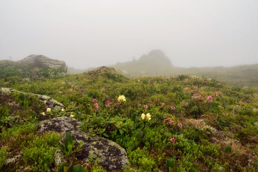 Beautiful blooming green meadow in the fog. photo