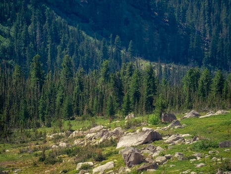 Large forest area in a mountain valley. photo