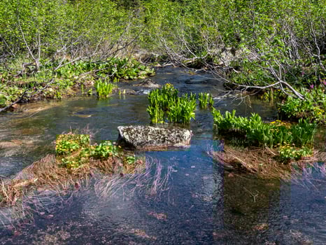Water flowers on a clear mountain river. photo