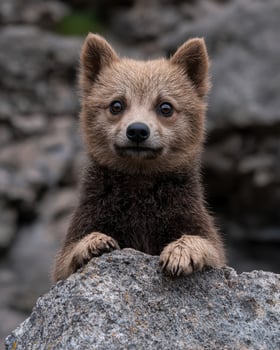 Adorable fluffy fox puppy peeking over a rock photo