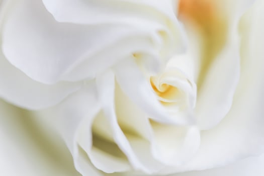 Soft focus, abstract floral background, white rose petals. Macro flower backdrop for holiday brand design photo