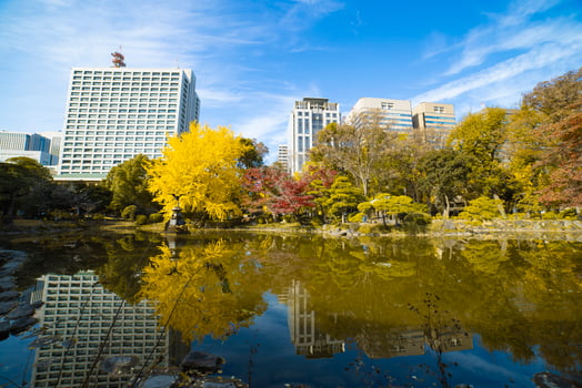 Yellow gingko tree and red leaves near the pond at Hibiya park in Tokyo wide shot photo