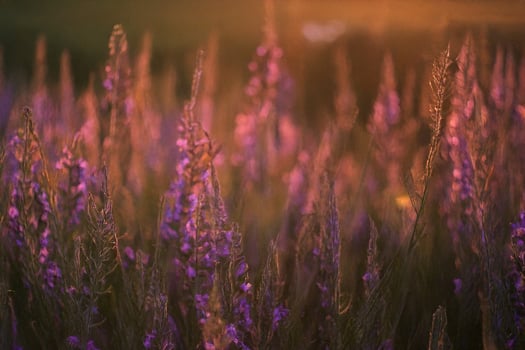 Sunset Meadow Purple Flowers Field Landscape photo