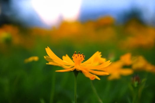 Sunset Cosmos Flower Field Bloom Closeup photo