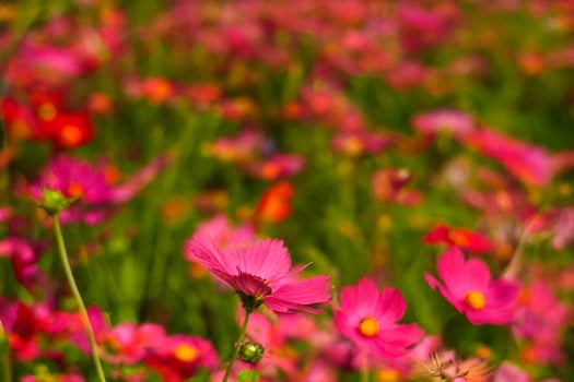 Pink cosmos flowers field, summer bloom, vibrant background, nature postcard photo