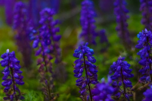 Purple wildflowers bloom in mountain meadow, blurred background photo
