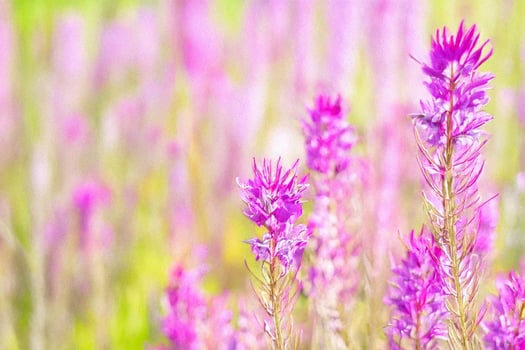 Pink wildflowers blooming meadow summer bokeh background photo