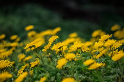 Yellow flowers blooming in garden, blurred background photo