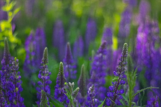 Purple lupines blooming in field, soft focus background, nature photography photo