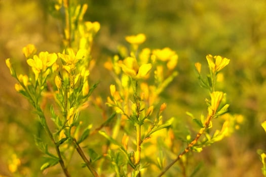 Yellow wildflowers blooming, field background, spring, nature photography photo